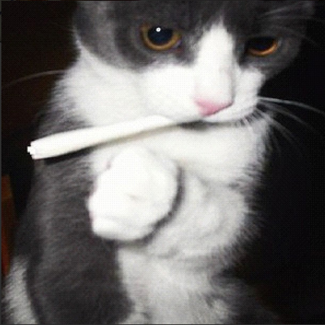 Cats Smoking Weed 13