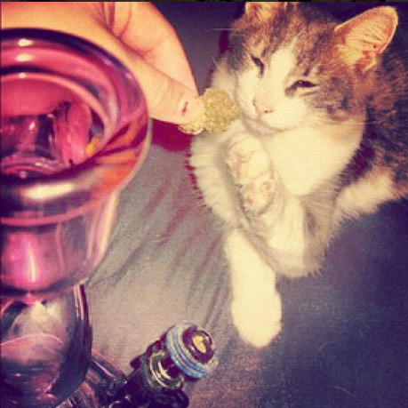 Cats Smoking Weed 14