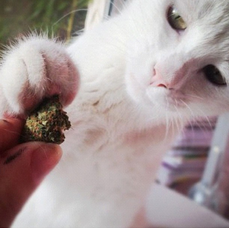 Cats Smoking Weed 15