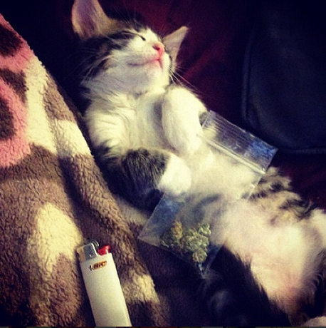 Cats Smoking Weed 16