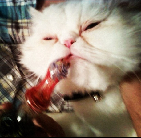 Cats Smoking Weed 2
