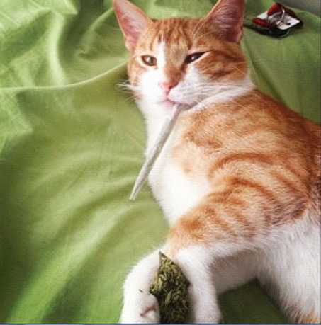 Cats Smoking Weed 3