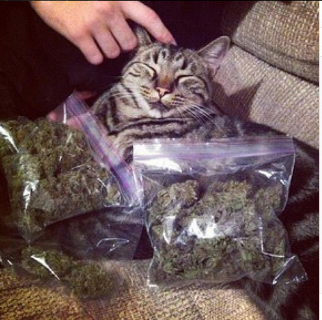 Cats Smoking Weed 5