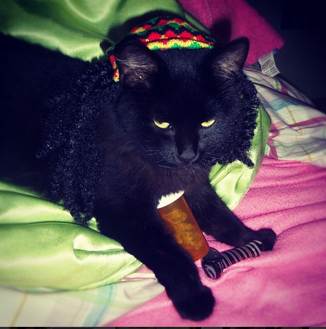 Cats Smoking Weed 6