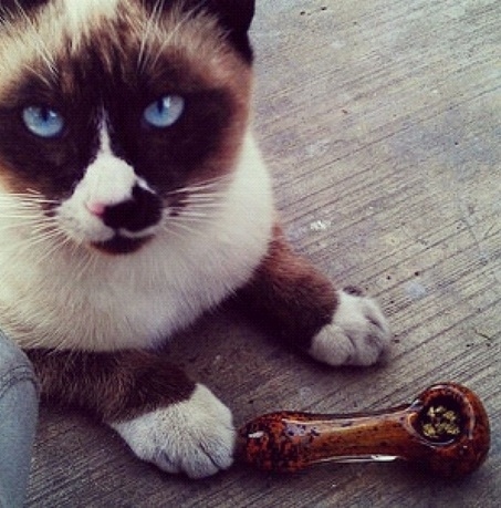 Cats Smoking Weed 8