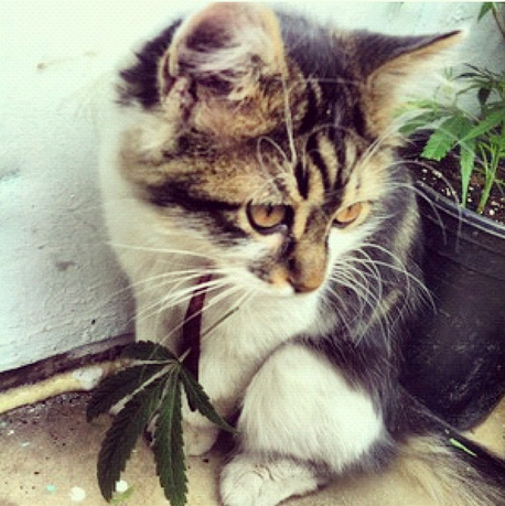 Cats Smoking Weed 9