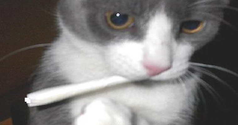 Cats Smoking Weed Featured