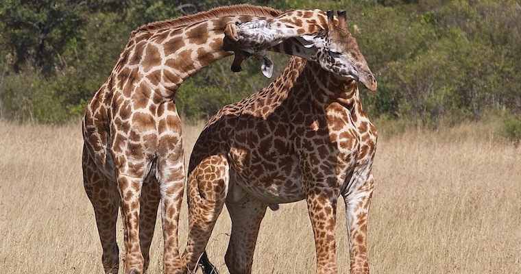 Insane Giraffe Battle