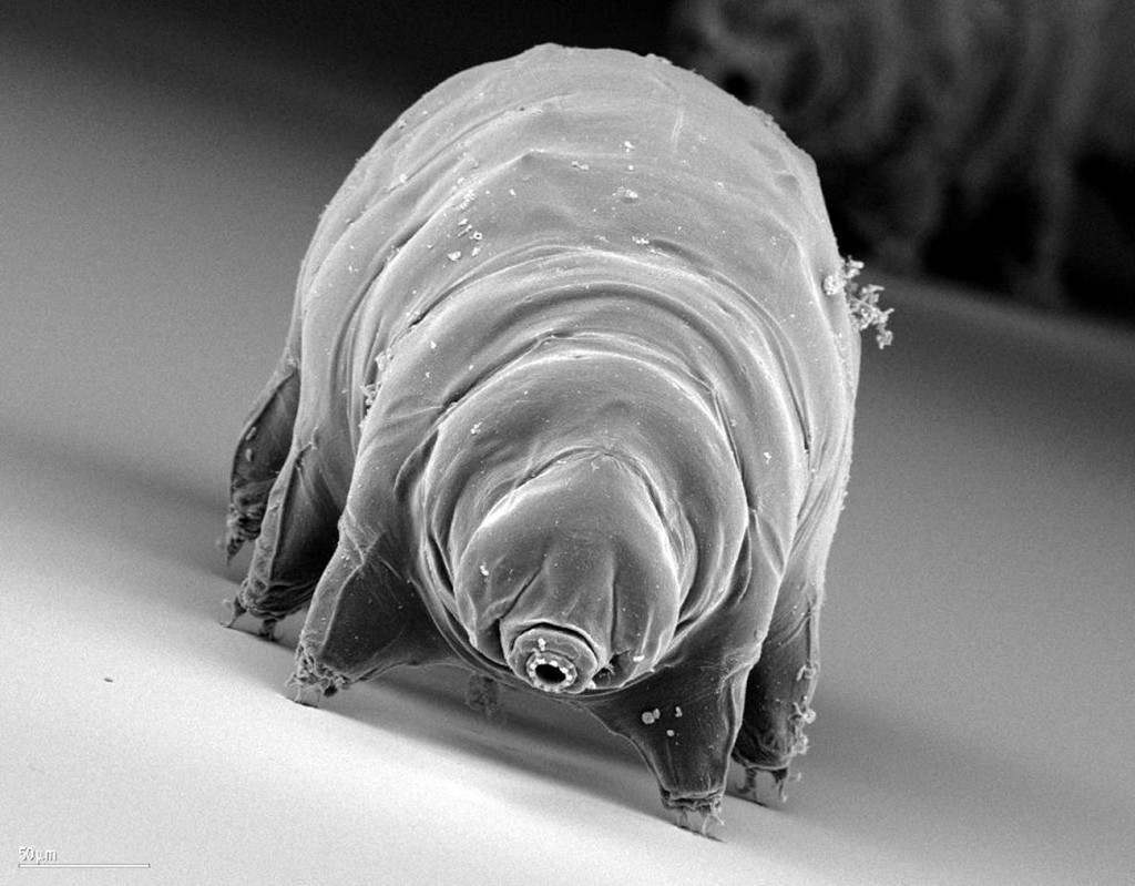 Tardigrade Under Electron Microscope