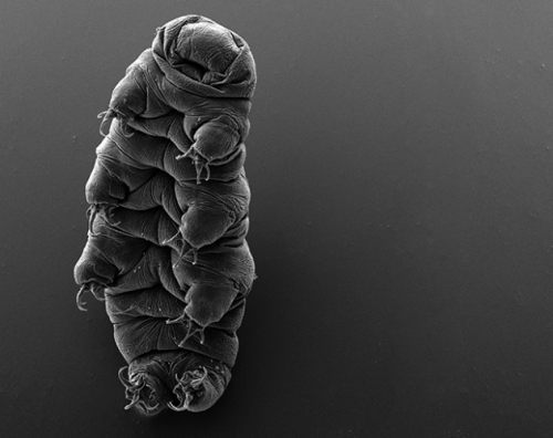 Tardigrade Scanning Electron Microscope