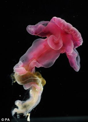 Underwater Weirdos - Bathypelagic Ctenophore