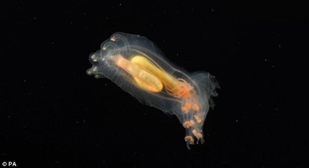Underwater Weirdos - Benthic Holothurian