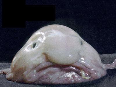 Underwater Weirdos - Blob Fish