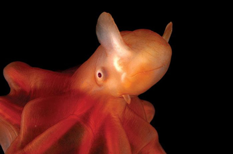 Underwater Weirdos - Dumbo Octopus
