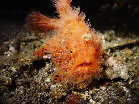 Underwater Weirdos - Hairy Frog Fish