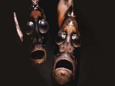 Underwater Weirdos - Hatchet Fish