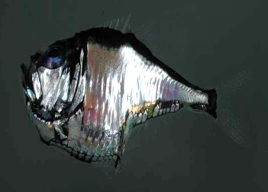 Weirdos of the Deep - Marine Hatchetfish