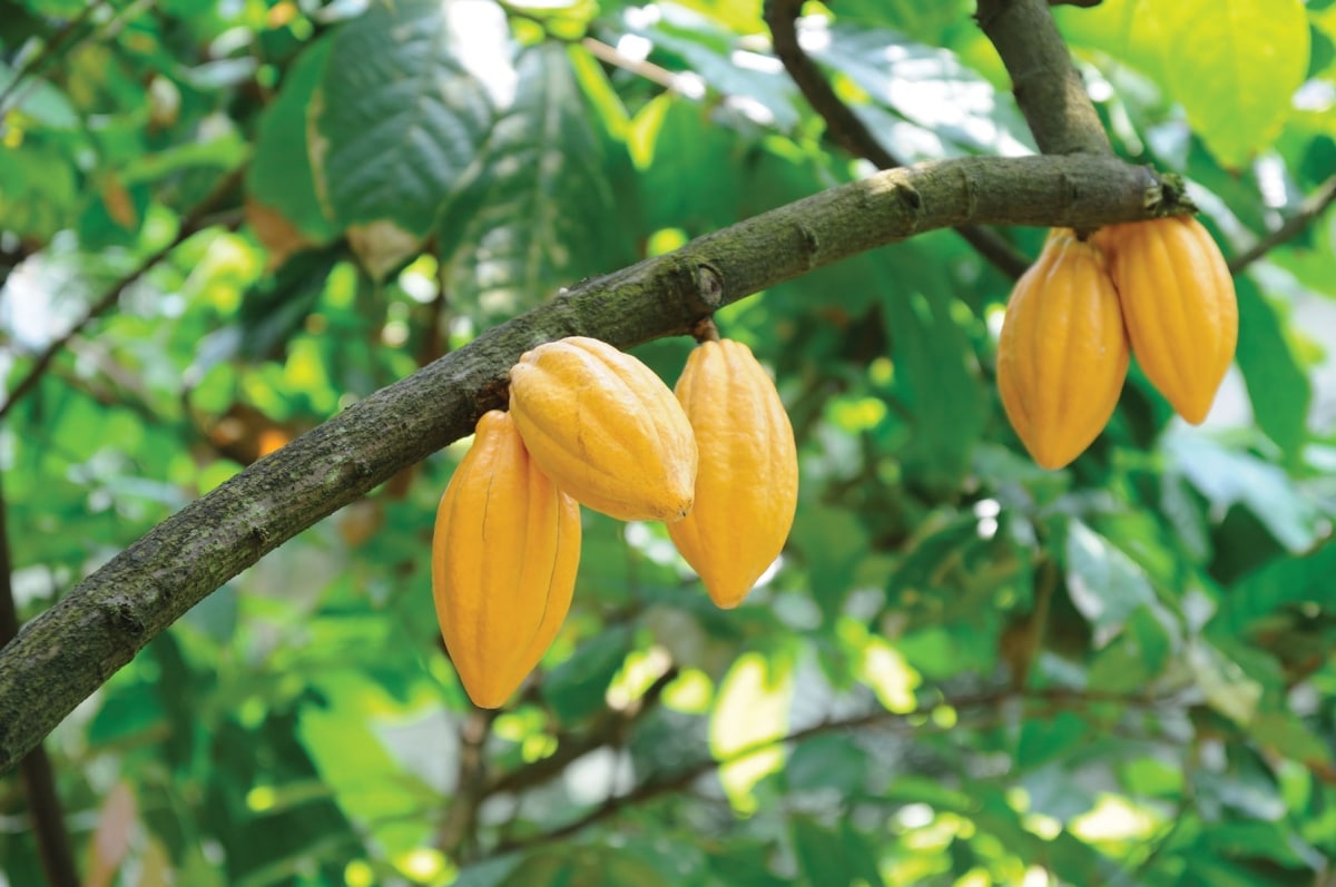 Cacao Tree