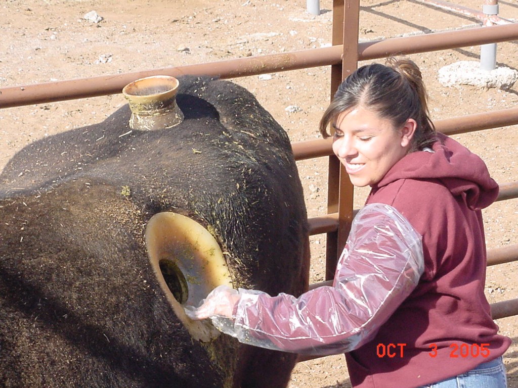 Cannulated Cow - Happy Face