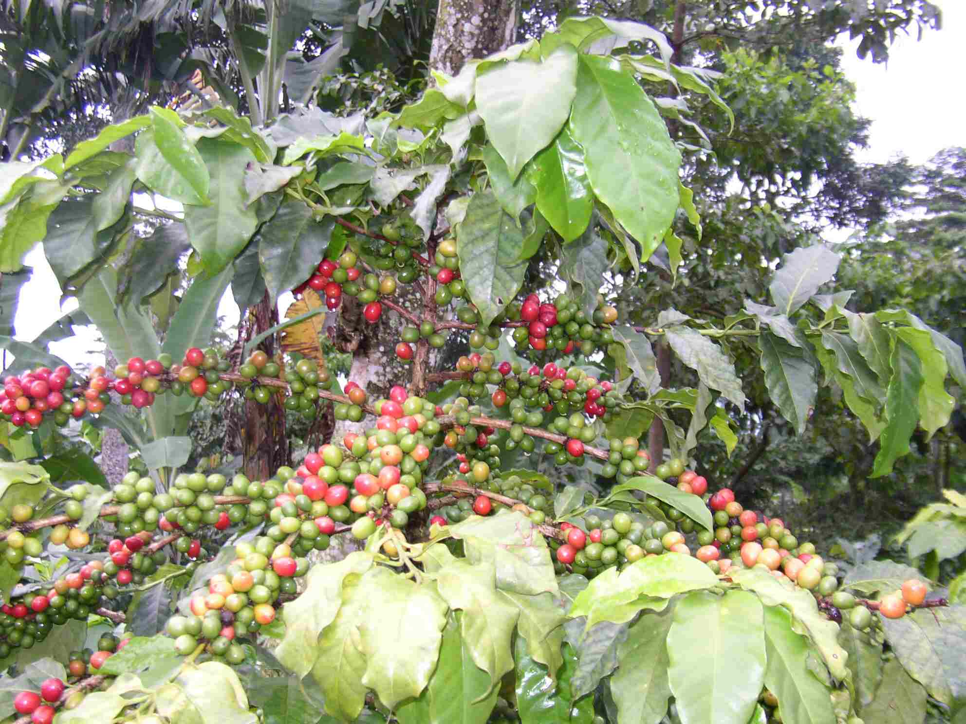 Coffee Plant With Fruits