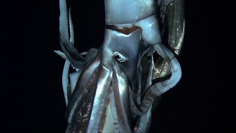 Giant Squid Featured