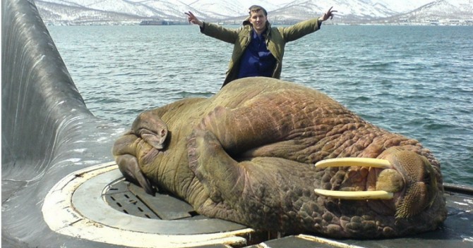 Hilarious Russian Photos - Walrus