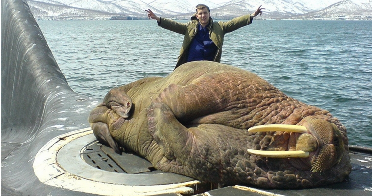 Hilarious Russian Photos - Walrus