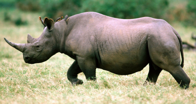 Rhino