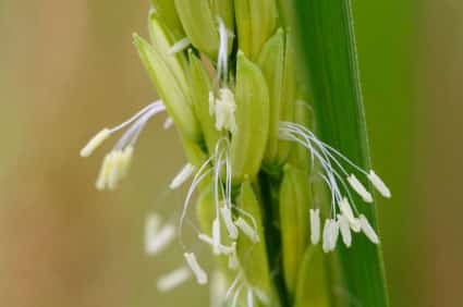 Rice Flower