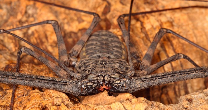 Tailless Whip Scorpion