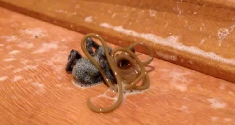 Worm Crawls Out Of Spiders Stomach