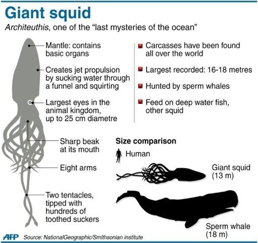 giant squid