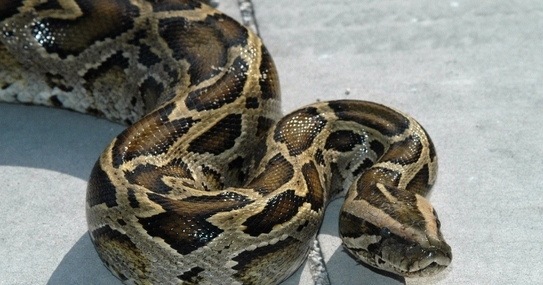 python