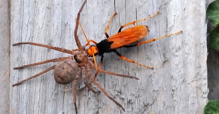 wandering spider vs wasp