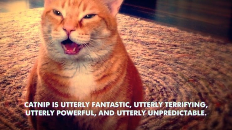 Catnip