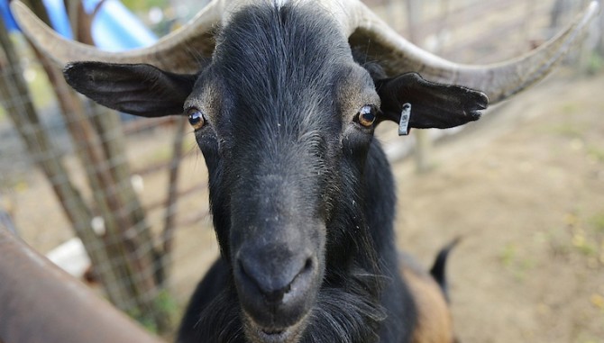 Goats Yelling Like Humans