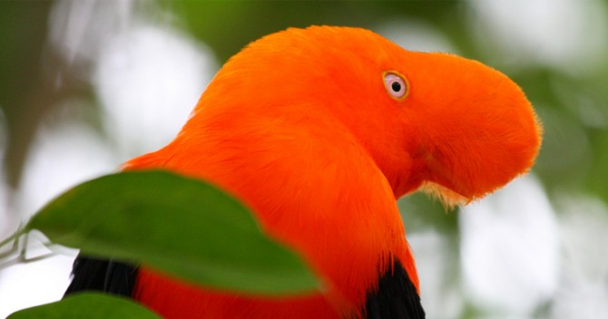 Orange Beakless Bird