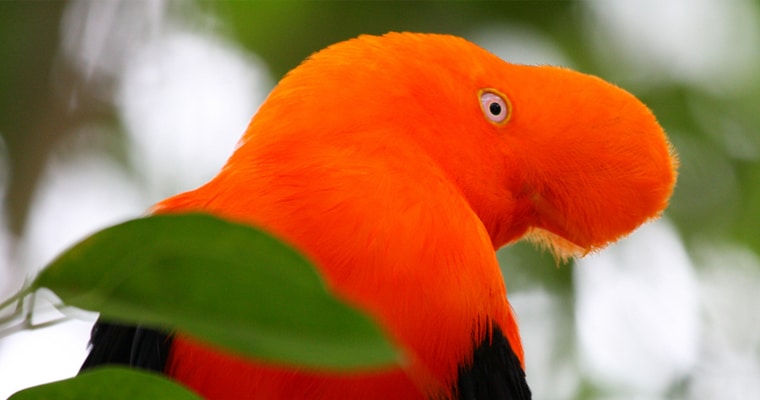Orange Beakless Bird