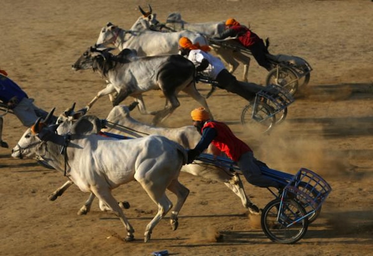 Multiple Participants, cow race