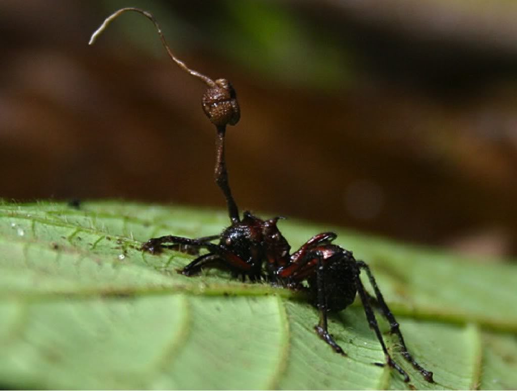 Brain controlling fungus