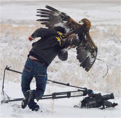 Golden Eagle Attacks Camerman in Golden Eagle attacks Camerman in Kazakhstan