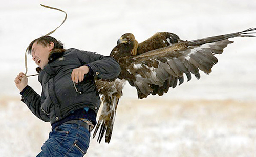 Golden Eagle attacks Camerman in Kazakhstan