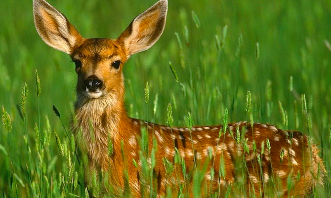 Deer