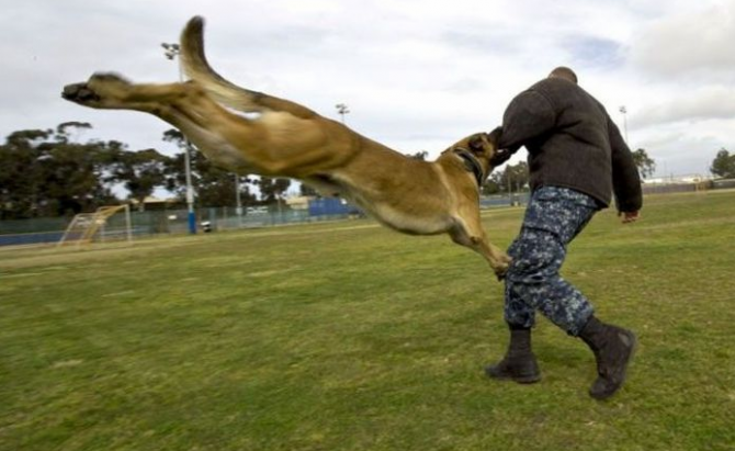 Russia With Love Photos - Dog Attack