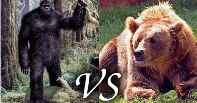 Yeti Vs Bear