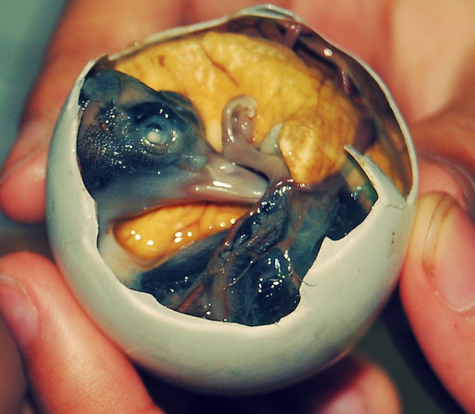 balut is nasty