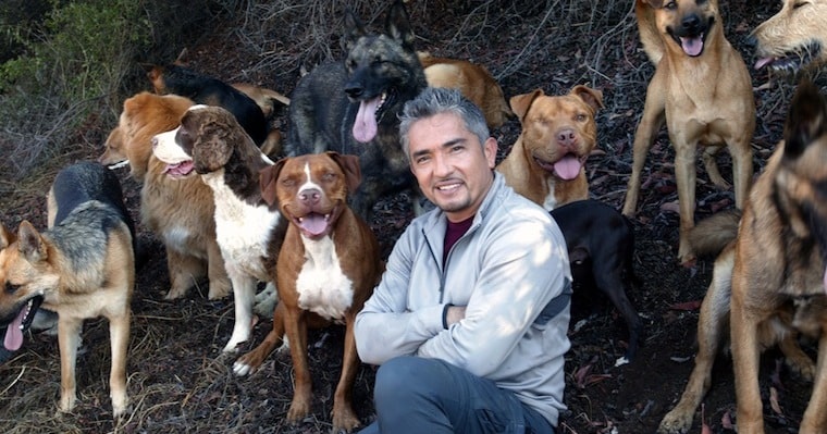 The Dog Whisperer Tried To Kill Himself
