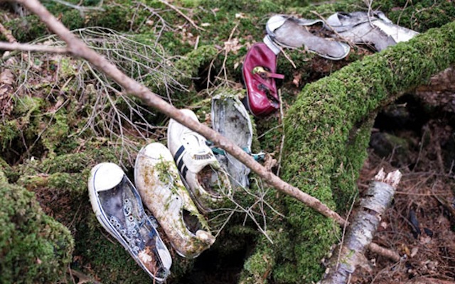 Aokigahara Forest 