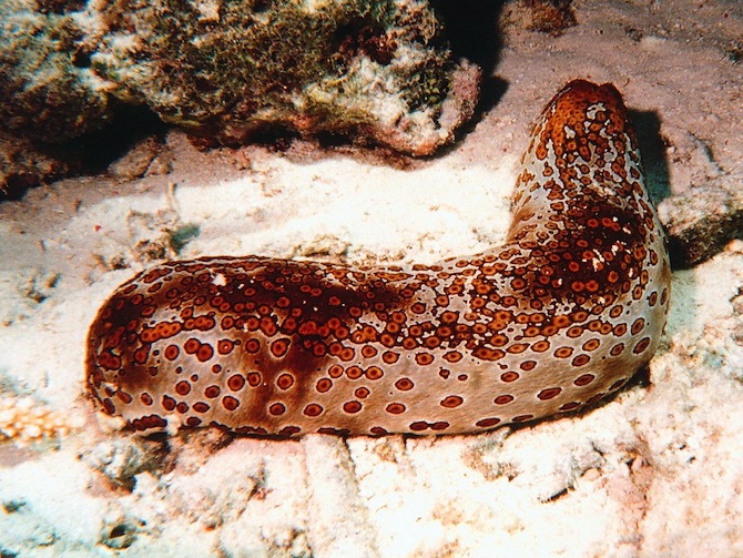 sea cucumber