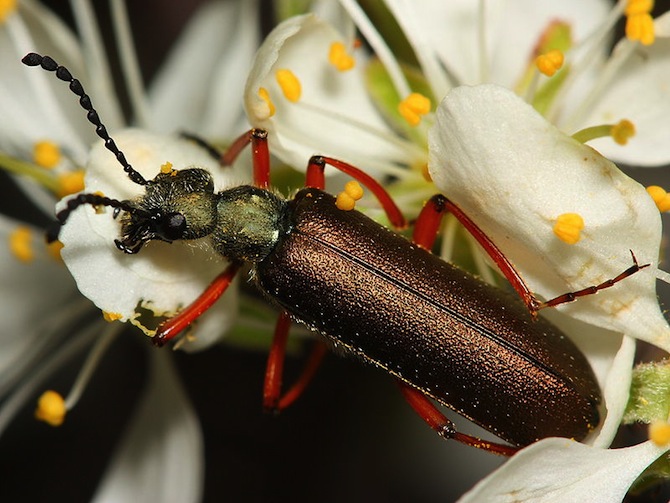 spanish fly beetle